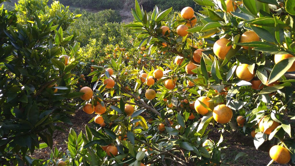 愛媛の冬は柑橘であふれかえります